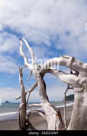 Rialto Beach, Olympic National Park, Mora, Washington State, USA Stock Photo