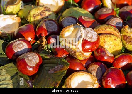 Horse chestnuts with and without shell in the grass Stock Photo - Alamy