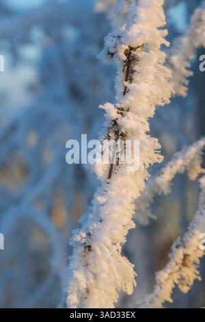 Hoarfrost crystals on branches Stock Photo