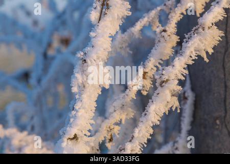 Hoarfrost crystals on branches Stock Photo