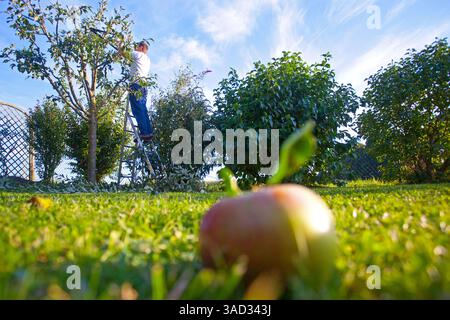 Autumn, apple tree pruning, man on ladder with pruning shears on apple tree, fallen fruit apple in lawn Stock Photo