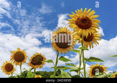 A vast field of golden sunflowers sways gently in the warm summer breeze, their bright heads turned to the sky. Fluffy white clouds drift across the b Stock Photo