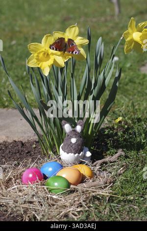 Daffodils (Narcissus), Easter, butterfly, Easter eggs, Easter nest, Easter bunny, colourful, A peacock butterfly sits on the yellow flower of a daffod Stock Photo
