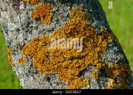 Common yellow lichen, Xanthoria parietina Stock Photo