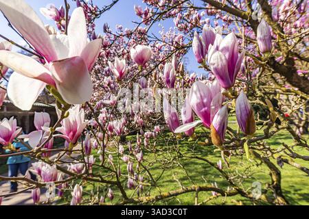 Tree blossom in spring. The magnolias (Magnolia) bloom with white, purple and pink-coloured flowers. Stuttgart, Baden-Wuerttemberg, Germany, Europe Stock Photo