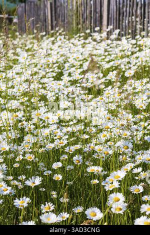 Lush flowering meadow daisies (Leucanthemum vulgare) on a wooden fence, Saxony, Germany, Europe Stock Photo