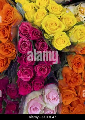 Top view of offer arrangement of roses in four bouquets bouquets of roses with pink pink yellow red orange roses, international Stock Photo