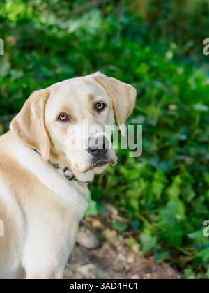 Yellow Labrador dog portrait outdoors. Stock Photo