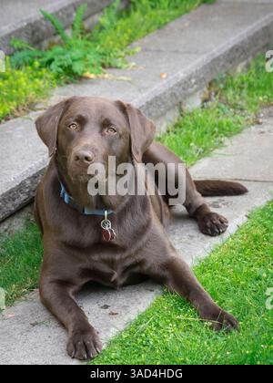 Chocolate Labrador dog portrait. Stock Photo