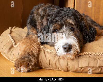 Bernedoodle dog lying on a dog bed. Stock Photo