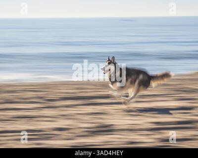 Alaskan Husky dog running on a beach. Stock Photo