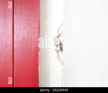 Giant house spider in door frame corner. Sideview. About 6 cm large hairy spider with brown pattern living in a hallway of a building. Known as Eratig Stock Photo