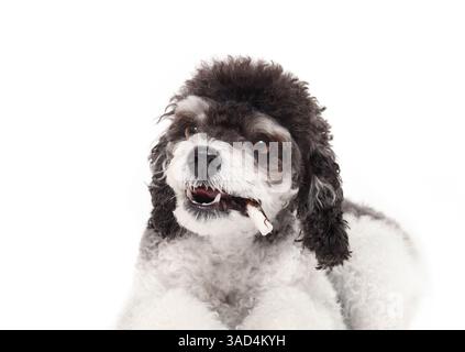 Isolated dog with chew stick in mouth like a cigar. Cute puppy dog eating chew bone. For dental hygiene and enrichment. Female miniature poodle, black Stock Photo