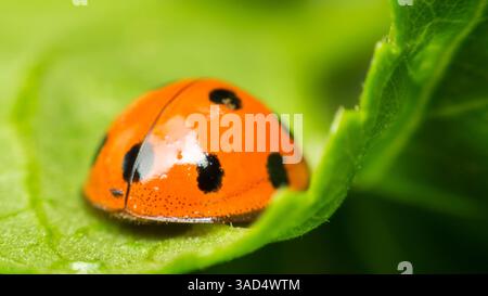 Macro of bug insect (Ladybug) orange and dot black color close up on the green leaf or leave in nature Stock Photo