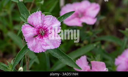 Pink dianthus flower with fringed petals in macro focus. Detailed spring bloom surrounded by green foliage in a soft garden setting. Stock Photo