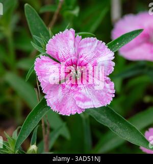 Pink dianthus flower with fringed petals and bicolor detail in macro view. Spring garden bloom with soft green background. Stock Photo