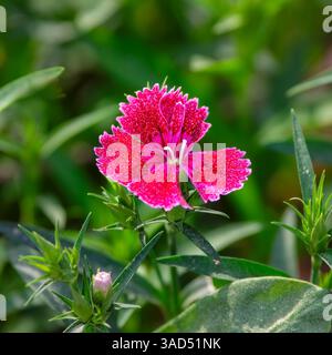 Deep pink dianthus flower with textured petals in macro focus. Vibrant spring bloom surrounded by lush green foliage in garden light. Stock Photo