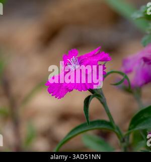 Macro view of a vibrant magenta dianthus flower with fringed petals and soft mulch background. Spring garden bloom with green stem detail. Stock Photo