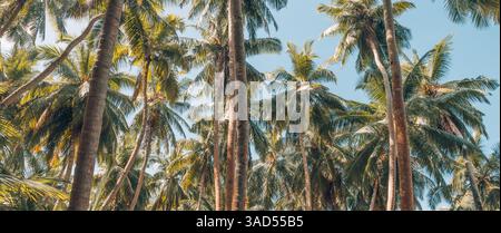 Green palm trees against blue sky and white clouds. Tropical jungle forest with bright blue sky, panoramic nature banner. Idyllic natural landscape Stock Photo