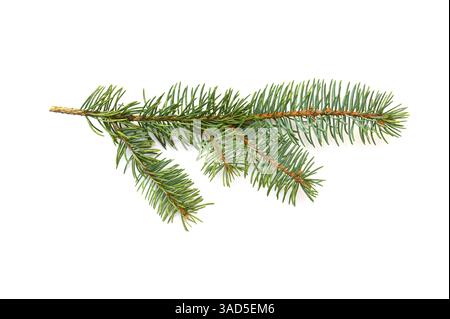 Fir branch isolated on white background Stock Photo