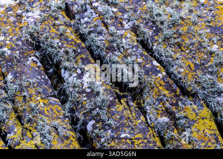 Three Different Lichen Species Growing on Exposed and Eroded Coastal Rocks on the High Shore at Saunton Sands, Devon. Stock Photo