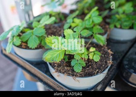 A strawberry seedling in a small pot ready for planting Stock Photo - Alamy