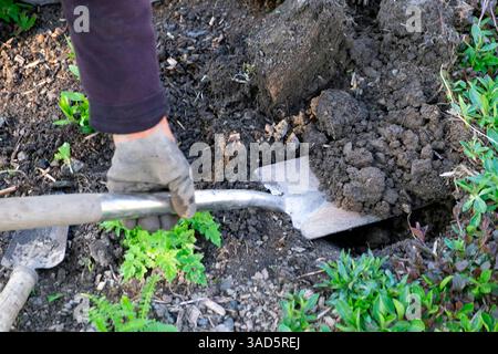Person wearing gardening glove on hand digging hole with stainless steel spade to plant plants in herbaceous border in April garden UK KATHY DEWITT Stock Photo