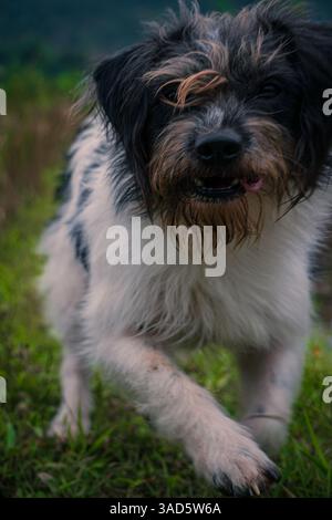Playful Black and White Dog Running Through Grass in Mai Chau, Vietnam Stock Photo