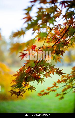 Close-up of a vibrant Japanese maple tree in autumn, showcasing its colorful red, orange, and yellow leaves. A beautiful detail of fall foliage. Stock Photo