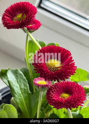 A vibrant English daisies blooms, galaxy red, showcasing shades of pink