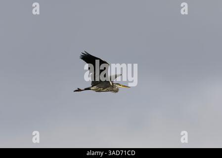 Grey heron (Ardea cinerea) flying in the sky in autumn. Stock Photo