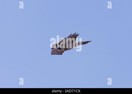 Northern hawk owl (Surnia ulula) flying in the sky in winter. Stock Photo
