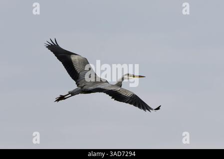 Grey heron (Ardea cinerea) flying in the sky in autumn. Stock Photo