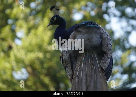 Close up of a beautiful, elegant peacock with colorful feathers from the backside, head turned in a side profile, on Pfaueninsel, Berlin. Stock Photo