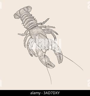 Cancer animal hatching line art, engraving Stock Vector