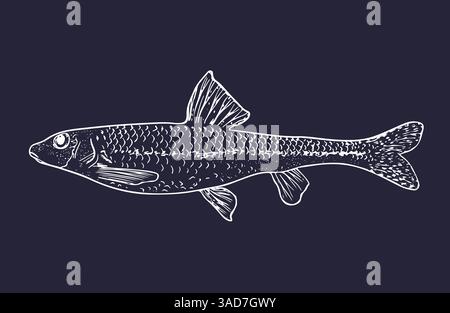Sketch of anchovy isolated in line on the dark background Stock Vector