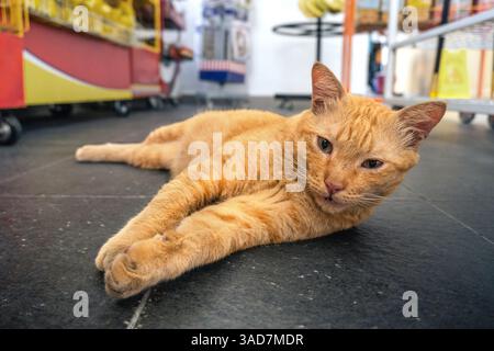 A laid-back ginger cat stretches out on a tiled floor inside a local shop, gazing calmly at the camera Stock Photo