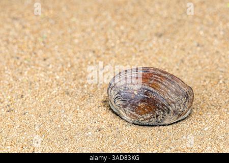Seashell on the Sand: A single, textured seashell rests on a bed of golden sand, a testament to the ocean's artistry, invoking tranquility and the ser Stock Photo