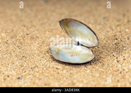 Opened empty Seashell on Sandy Beach: This close-up photo captures a delicate open seashell resting gracefully on the fine sand. Stock Photo