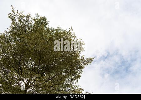 big tall tree with white clouds and little bit blue sky background as copy space Stock Photo