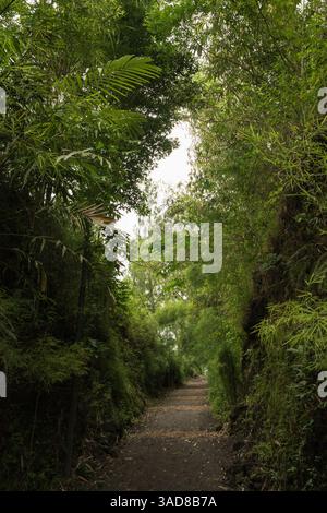 Narrow path going through green tropical forest Stock Photo