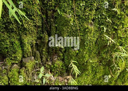 Lush Green Moss, close up image in Nature, moist background wallpaper Stock Photo
