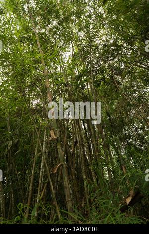 group of bamboo trees in a garden located in dense tropical rain forest in asia Stock Photo