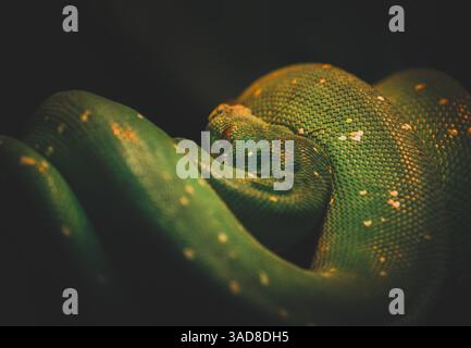 Green tree python coiled tightly around branch in dramatic low light with glossy scales Stock Photo