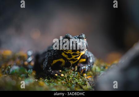 Fire-bellied toad sitting on mossy patch showing vibrant yellow and black belly skin Stock Photo