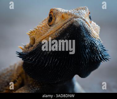 Bearded dragon basking under heat lamp with alert eyes and detailed scaly skin Stock Photo