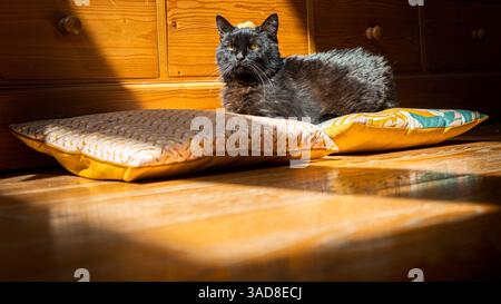 Domestic black cat lying on cushions on the floor in the sunlight before some furniture, indoor picture Stock Photo