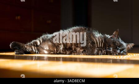 Domestic black cat napping on the ground in the sunlight, indoor picture Stock Photo