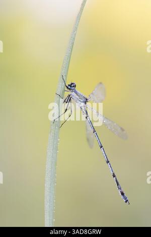 Willow Emerald Damselfly or Western Willow Spreadwing (Lestes viridis), male, North Rhine-Westphalia, Germany Stock Photo