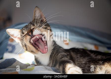 Cat yawning portrait, lying down relaxed Stock Photo